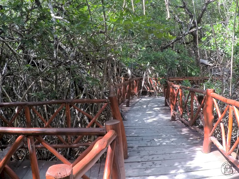 Premières plongées dans les cenotes