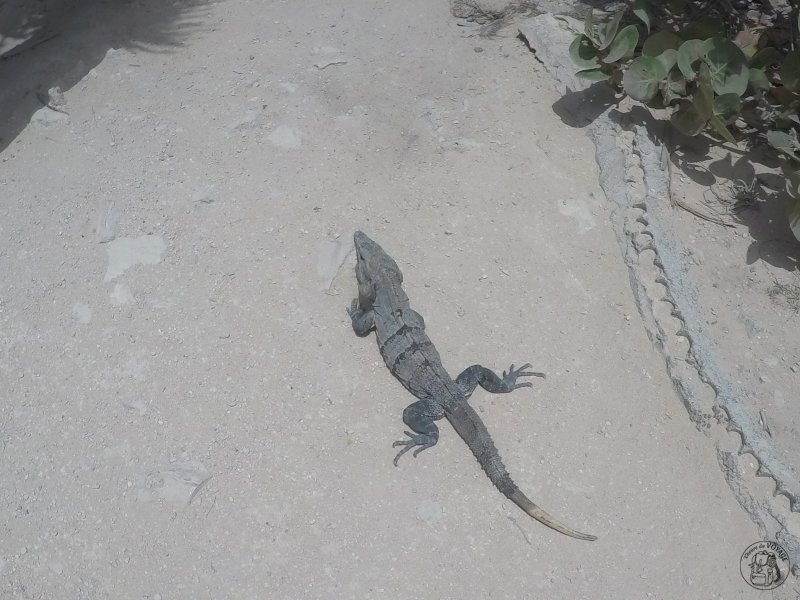 Les ruines de Tulum