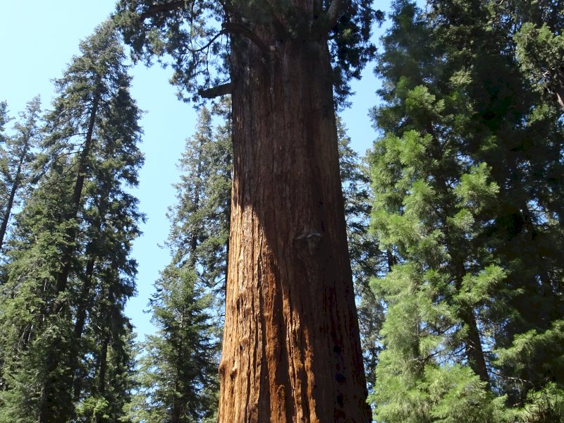 Sequoia National Park