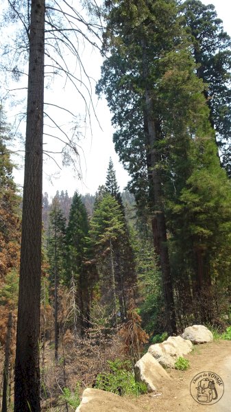 Sequoia National Park