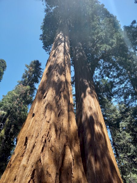 Sequoia National Park