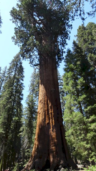 Sequoia National Park