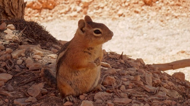 Bryce Canyon