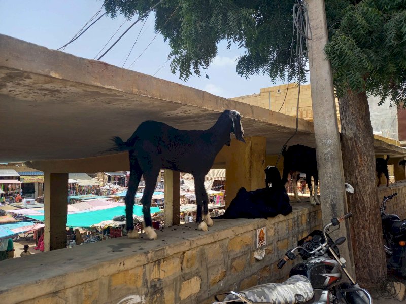 Jaisalmer, la cité d'or