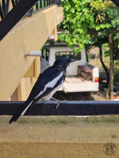 Sauraha, sud du Népal