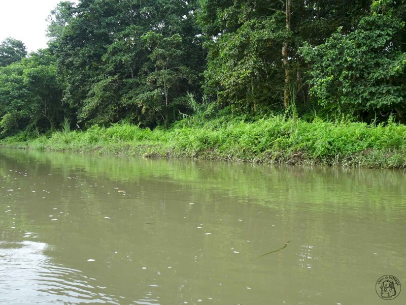 Chitwan National Park - Canoë