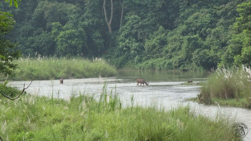 Chitwan National Park - Canoë