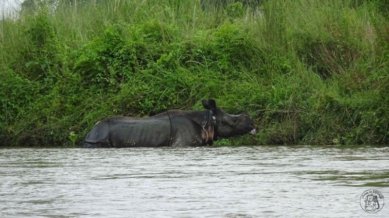 Chitwan National Park - Canoë