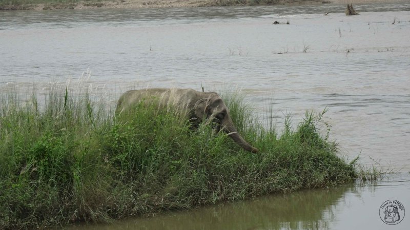 Chitwan National Park - Canoë