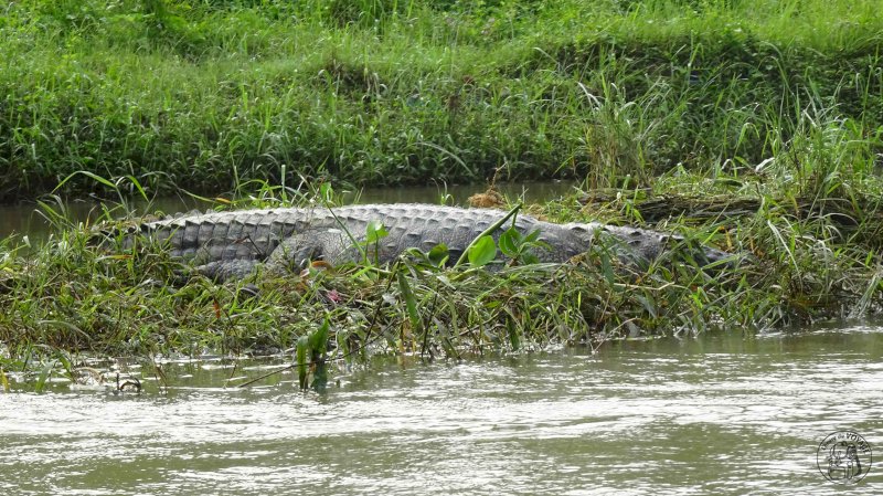 Chitwan National Park - Canoë