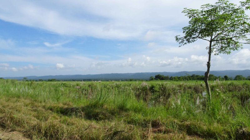 Marche dans la jungle et jeep