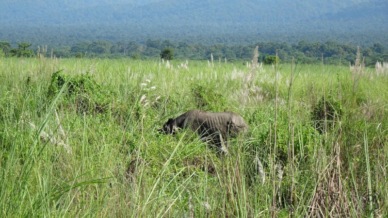 Marche dans la jungle et jeep